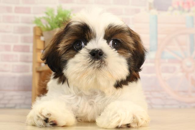 愛知県のシーズー (Coo&RIKU瀬港線守山店/2025年3月7日生まれ/男の子/レッドホワイト)の子犬