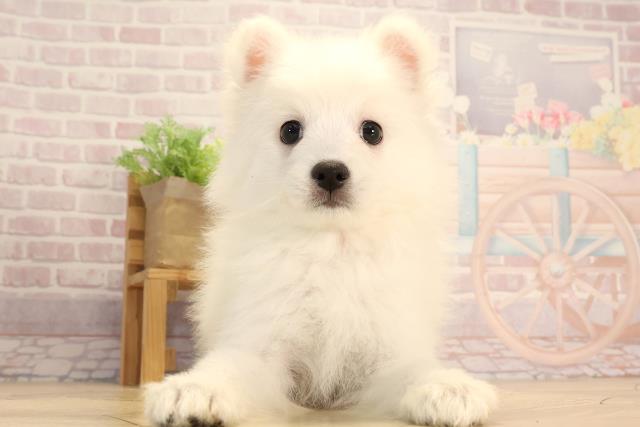 愛知県の日本スピッツ (Coo&RIKU名古屋みなと店/2025年3月3日生まれ/女の子/ホワイト)の子犬