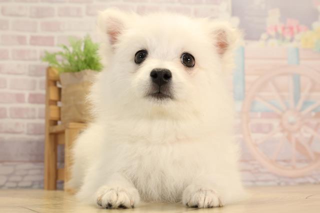 三重県の日本スピッツ (Coo&RIKU津高茶屋店/2025年3月3日生まれ/女の子/ホワイト)の子犬