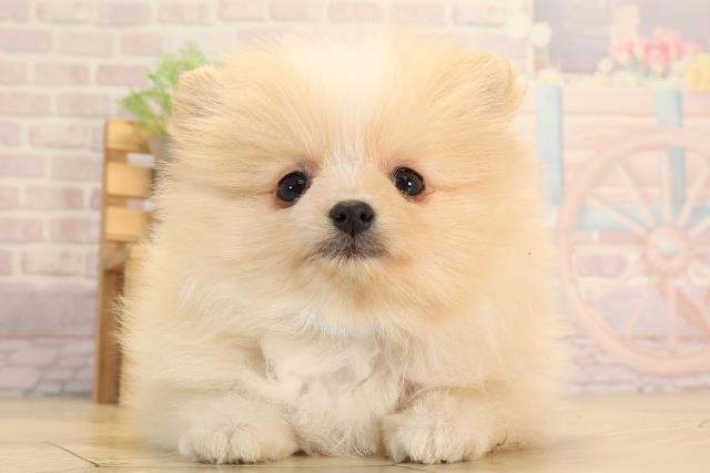 岐阜県のポメラニアン (Coo&RIKU岐阜店/2025年3月9日生まれ/男の子/パーティーカラー)の子犬
