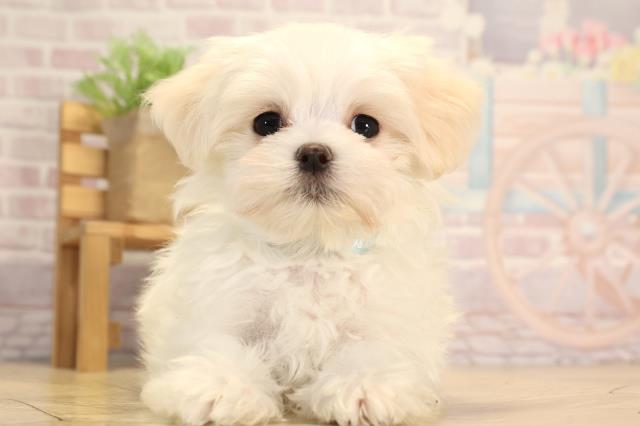 愛知県のマルチーズ (Coo&RIKU岡崎店/2025年3月5日生まれ/男の子/ホワイト)の子犬