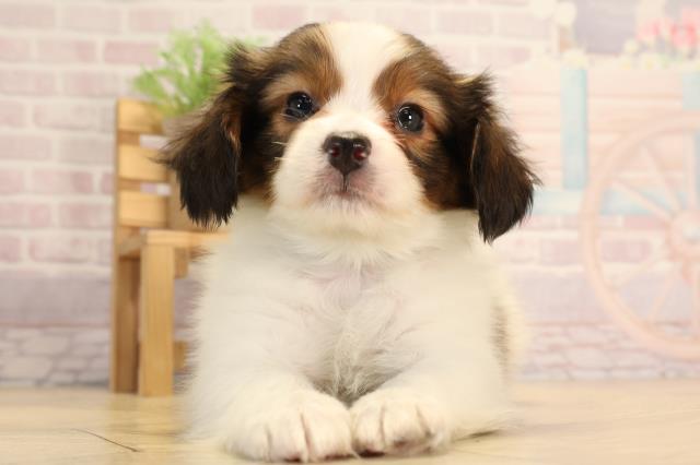 愛知県のパピヨン (Coo&RIKU名古屋みなと店/2025年3月6日生まれ/男の子/レッドホワイト)の子犬