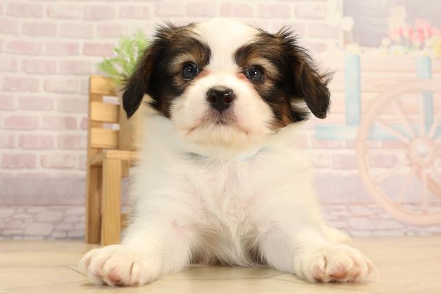 愛知県のパピヨン (Coo&RIKU半田店/2025年3月6日生まれ/男の子/レッドホワイト)の子犬