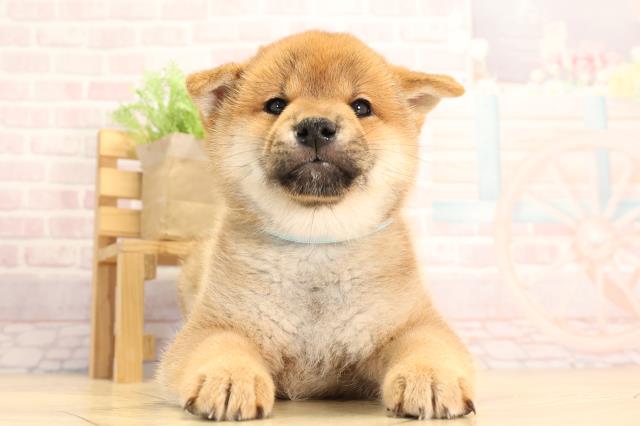 柴犬