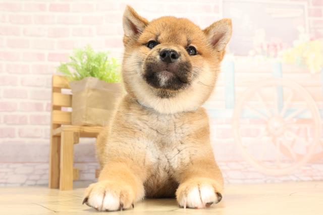 柴犬