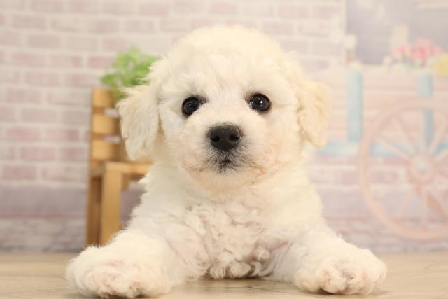 愛知県のビションフリーゼ (Coo&RIKU豊橋店/2025年3月8日生まれ/男の子/ホワイト)の子犬