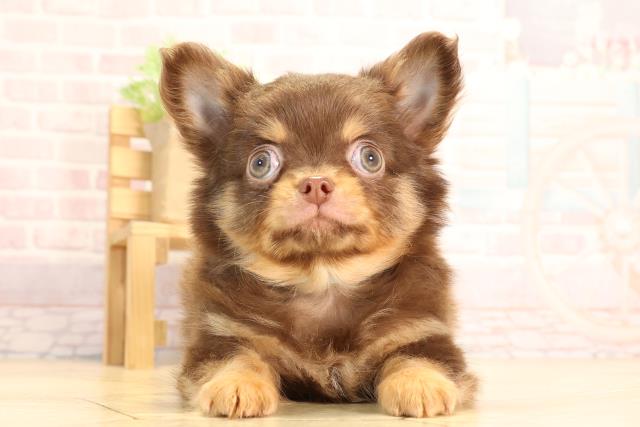 愛知県のチワワ(ロング) (Coo&RIKU岡崎店/2025年3月9日生まれ/男の子/チョコレートタン)の子犬