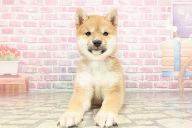 柴犬