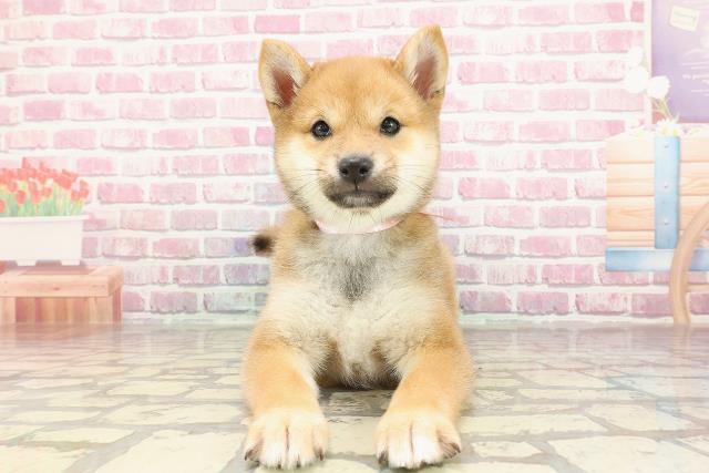 柴犬