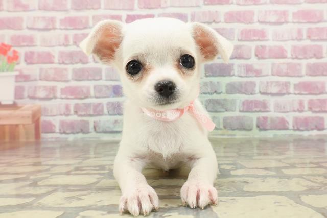 東京都のチワワ(スムース) (Coo&RIKU立川店/2025年3月3日生まれ/女の子/クリーム)の子犬
