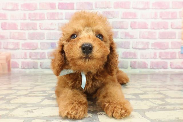 群馬県のトイプードル(トイ) (Coo&RIKU高崎店/2025年3月9日生まれ/男の子/レッド)の子犬