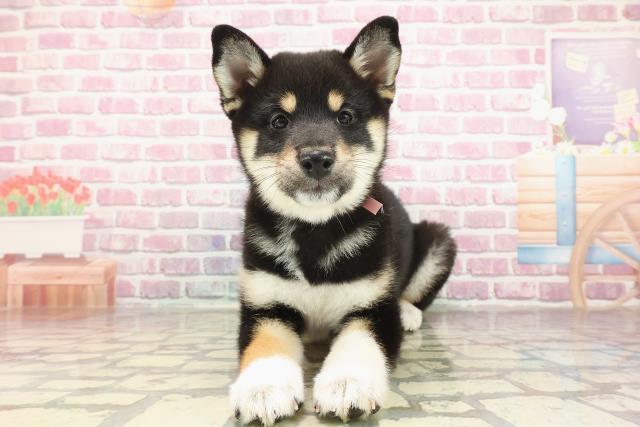 柴犬
