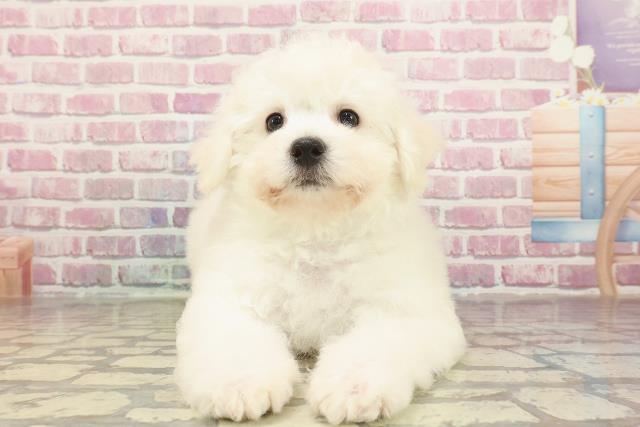 群馬県のビションフリーゼ (Coo&RIKU伊勢崎店/2025年2月28日生まれ/男の子/ホワイト)の子犬
