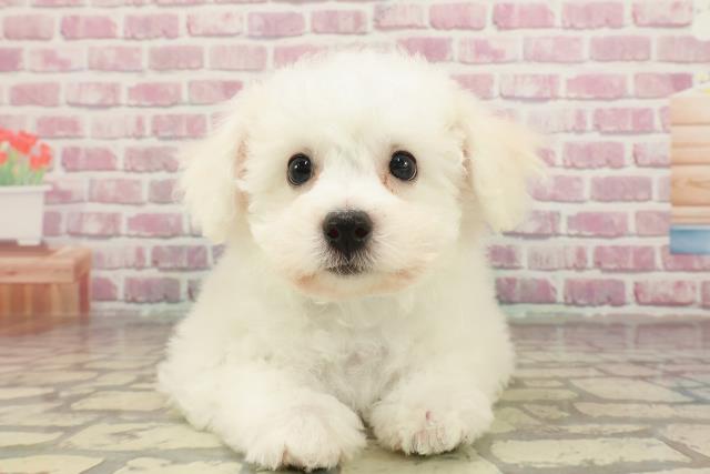 埼玉県のビションフリーゼ (Coo&RIKU川越店/2025年2月28日生まれ/男の子/ホワイト)の子犬