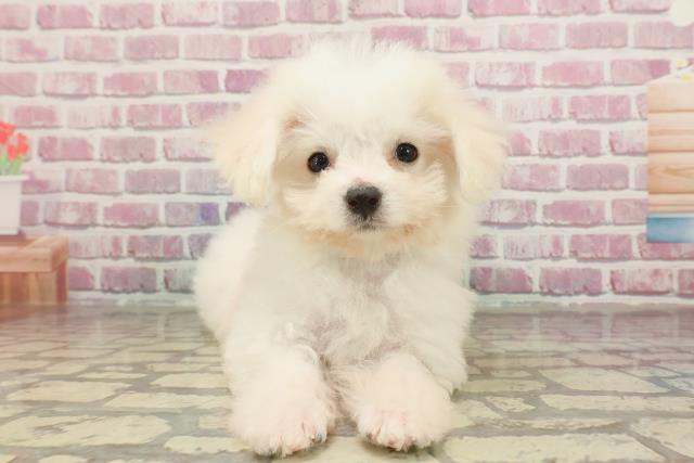 東京都のビションフリーゼ (Coo&RIKU八王子西店/2025年2月28日生まれ/男の子/ホワイト)の子犬