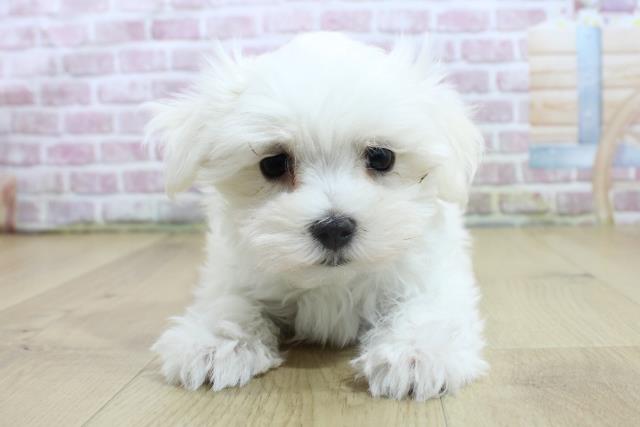 山形県のマルチーズ (Coo&RIKU山形店/2025年3月6日生まれ/男の子/ホワイト)の子犬