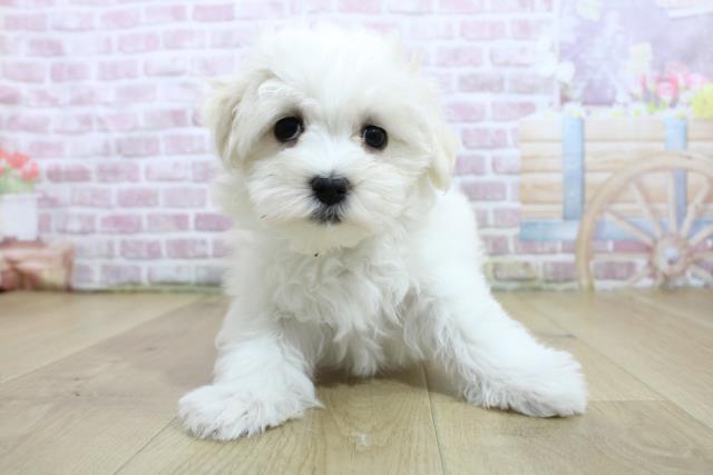 宮城県のマルチーズ (Coo&RIKU石巻店/2025年3月6日生まれ/女の子/ホワイト)の子犬