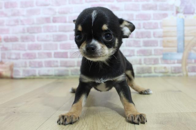宮城県のチワワ(スムース) (Coo&RIKU石巻店/2025年3月6日生まれ/男の子/ブラックタンホワイト)の子犬