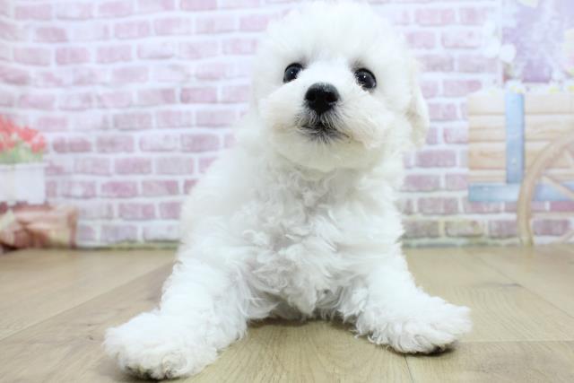 青森県のビションフリーゼ (Coo&RIKU八戸店/2025年3月7日生まれ/男の子/ホワイト)の子犬