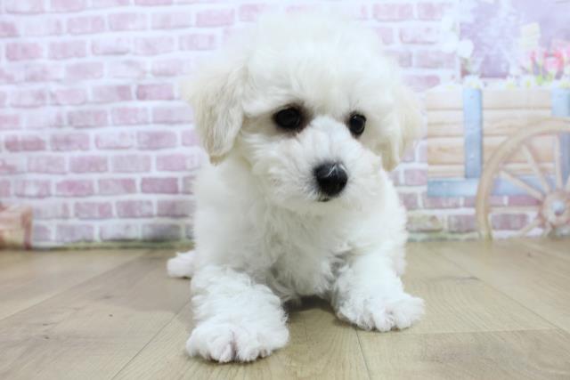 福島県のビションフリーゼ (Coo&RIKU郡山店/2025年3月7日生まれ/男の子/ホワイト)の子犬