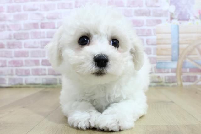 栃木県のビションフリーゼ (Coo&RIKUイオンタウン佐野店/2025年3月7日生まれ/女の子/ホワイト)の子犬