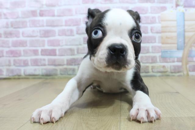 福島県のボストンテリア (Coo&RIKU郡山店/2025年3月7日生まれ/男の子/ブリンドルホワイト)の子犬