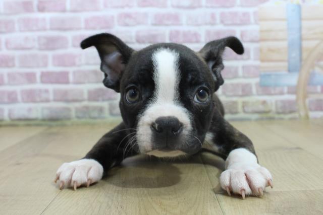 福島県のボストンテリア (Coo&RIKU福島店/2025年3月7日生まれ/男の子/ブリンドルホワイト)の子犬