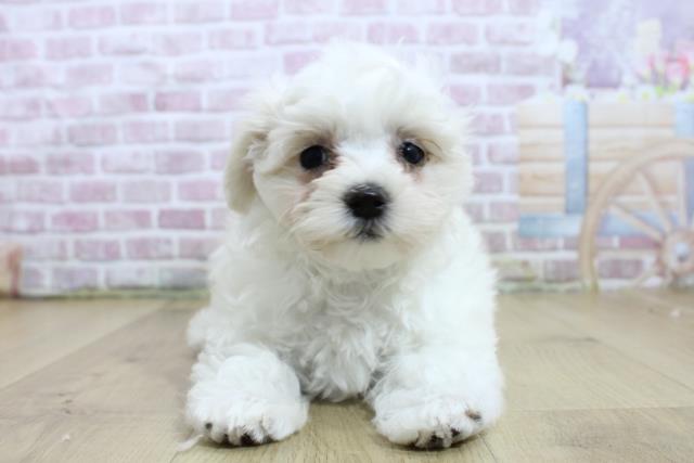 栃木県のマルチーズ (Coo&RIKUイオンタウン佐野店/2025年3月7日生まれ/女の子/ホワイト)の子犬