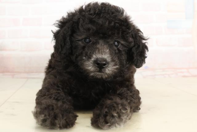 長崎県のトイプードル(トイ) (Coo&RIKU長崎浜町店/2025年3月8日生まれ/男の子/シルバー)の子犬