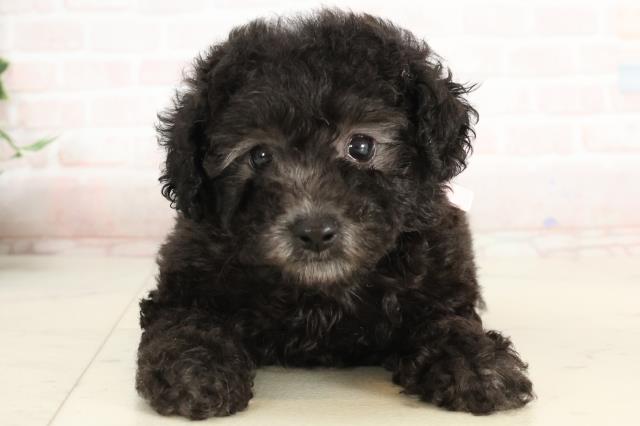 鹿児島県のトイプードル(トイ) (Coo&RIKU霧島店/2025年3月8日生まれ/女の子/シルバー)の子犬
