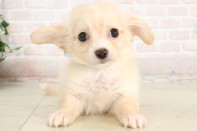 福岡県のハーフ犬・ミックス犬 (Coo&RIKU久留米店/2025年3月9日生まれ/男の子/イエロー)の子犬