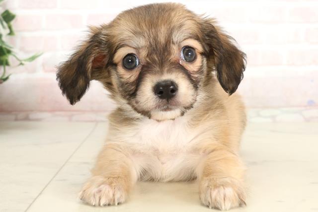 福岡県のハーフ犬・ミックス犬 (Coo&RIKU福岡古賀店/2025年3月9日生まれ/男の子/レッド)の子犬
