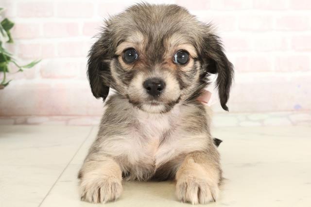 熊本県のハーフ犬・ミックス犬 (Coo&RIKU宇土シティモール店/2025年3月9日生まれ/女の子/レッド)の子犬