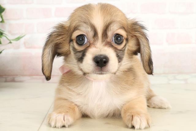 福岡県のハーフ犬・ミックス犬 (Coo&RIKUゆめタウン飯塚店/2025年3月9日生まれ/女の子/レッド)の子犬