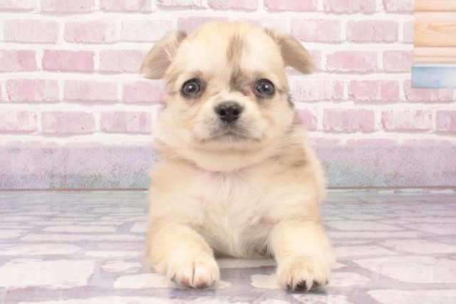 奈良県のチワワ(ロング) (Coo&RIKU天理店/2025年3月9日生まれ/女の子/フォーンマール)の子犬