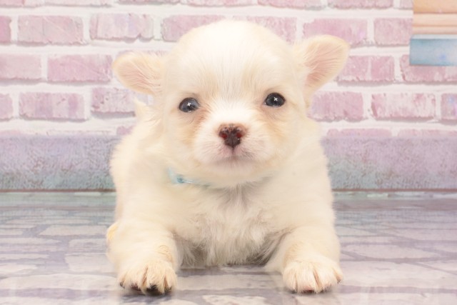 滋賀県のチワワ(ロング) (Coo&RIKU東近江店/2025年3月9日生まれ/男の子/クリーム)の子犬
