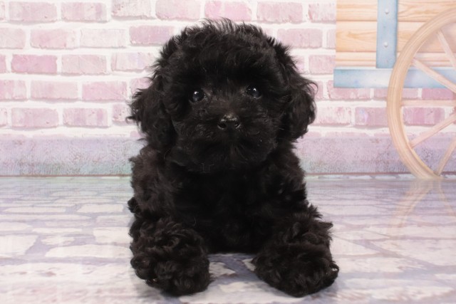 兵庫県のトイプードル(トイ) (Coo&RIKU丹波店/2025年3月10日生まれ/女の子/ブラック)の子犬