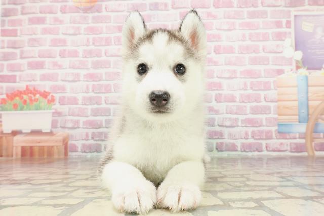 埼玉県のシベリアンハスキー (Coo&RIKU川越店/2025年3月9日生まれ/男の子/シルバーホワイト)の子犬