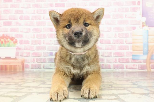柴犬