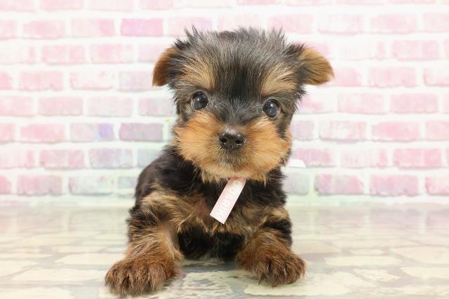 東京都のヨークシャーテリア (Coo&RIKU新小岩店/2025年3月9日生まれ/女の子/スチールブルータン)の子犬