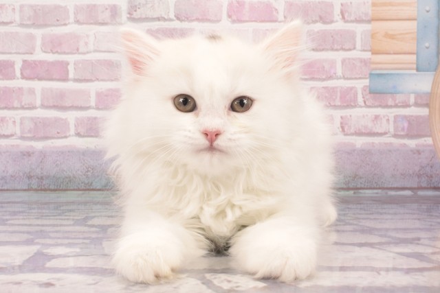 兵庫県のラガマフィン (Coo&RIKU尼崎店/2025年3月8日生まれ/女の子/ダイリュートキャリコバン)の子猫