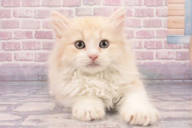 兵庫県のラガマフィン (Coo&RIKU丹波店/2025年3月9日生まれ/男の子/クリームタビーホワイト)の子猫