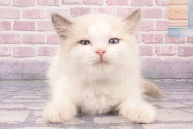 大阪府のラグドール (Coo&RIKU松原店/2025年3月5日生まれ/男の子/ブルーポイントバイカラー)の子猫