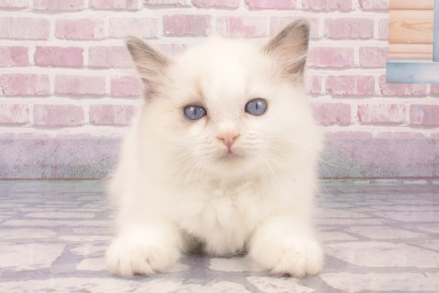 兵庫県のラグドール (Coo&RIKU明石店/2025年3月5日生まれ/男の子/ブルーポイントバイカラー)の子猫