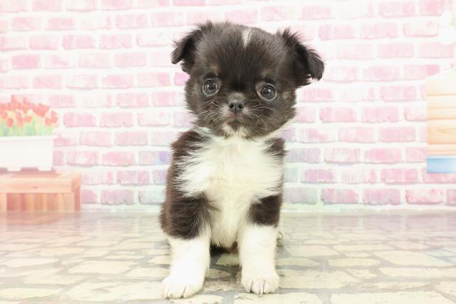 北海道のチワワ(ロング) (Coo&RIKU北見店/2025年3月9日生まれ/男の子/ブラックタンホワイト)の子犬