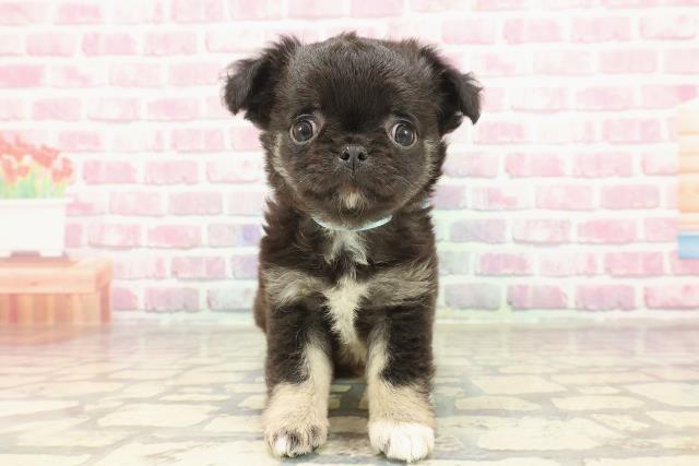 青森県のチワワ(ロング) (Coo&RIKU青森店/2025年3月9日生まれ/男の子/ブラックタンホワイト)の子犬