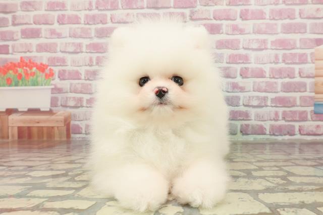 長野県のポメラニアン (Coo&RIKU綿半庄内店/2025年3月6日生まれ/男の子/ホワイト)の子犬