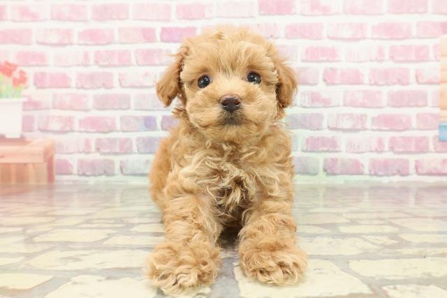 長野県のトイプードル(トイ) (Coo&RIKU長野店/2025年3月10日生まれ/女の子/アプリコット)の子犬