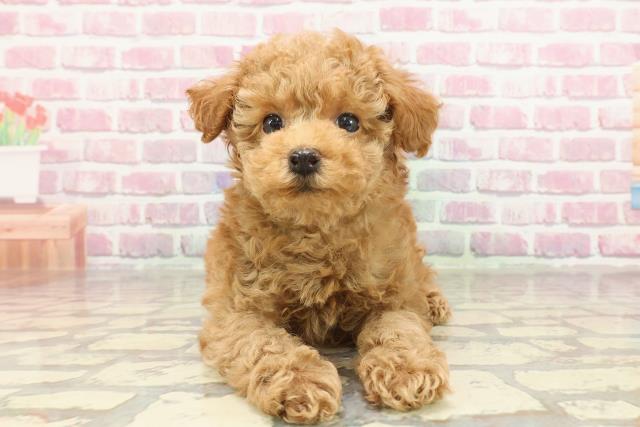 北海道のトイプードル(トイ) (Coo&RIKU釧路店/2025年3月10日生まれ/男の子/アプリコット)の子犬
