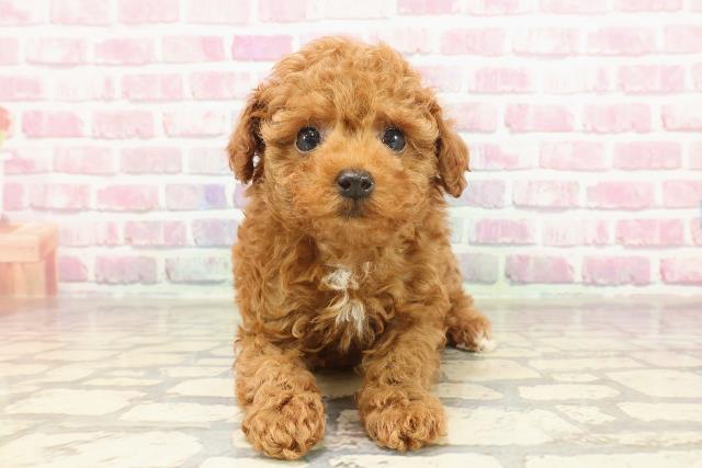 新潟県のトイプードル(トイ) (Coo&RIKU上越店/2025年3月10日生まれ/女の子/アプリコット)の子犬